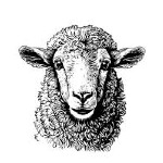 أسعار الأغنام في الكويت